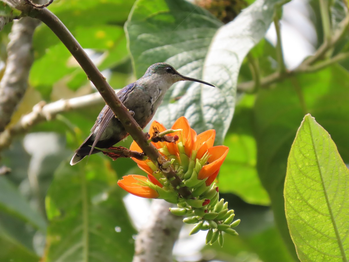 kolibřík vidloocasý - ML616924254