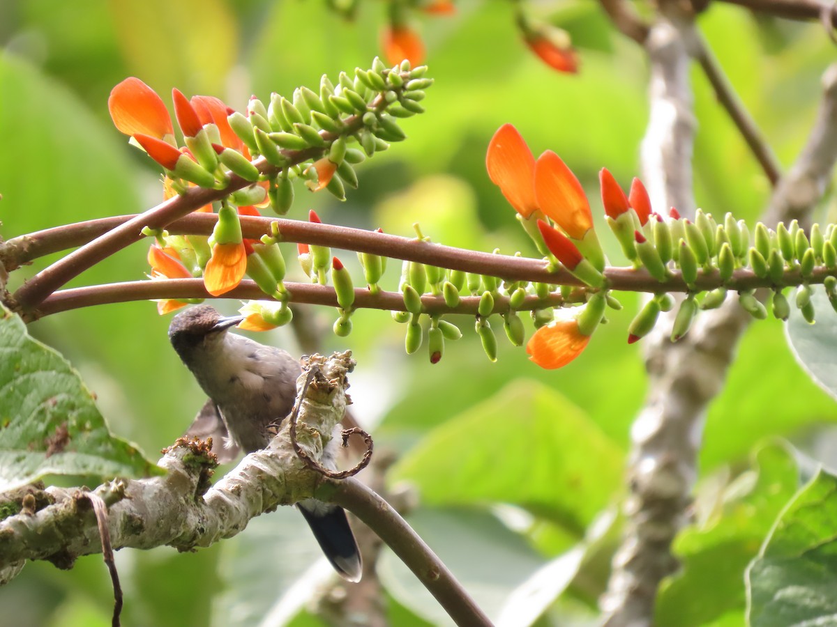 kolibřík vidloocasý - ML616924255
