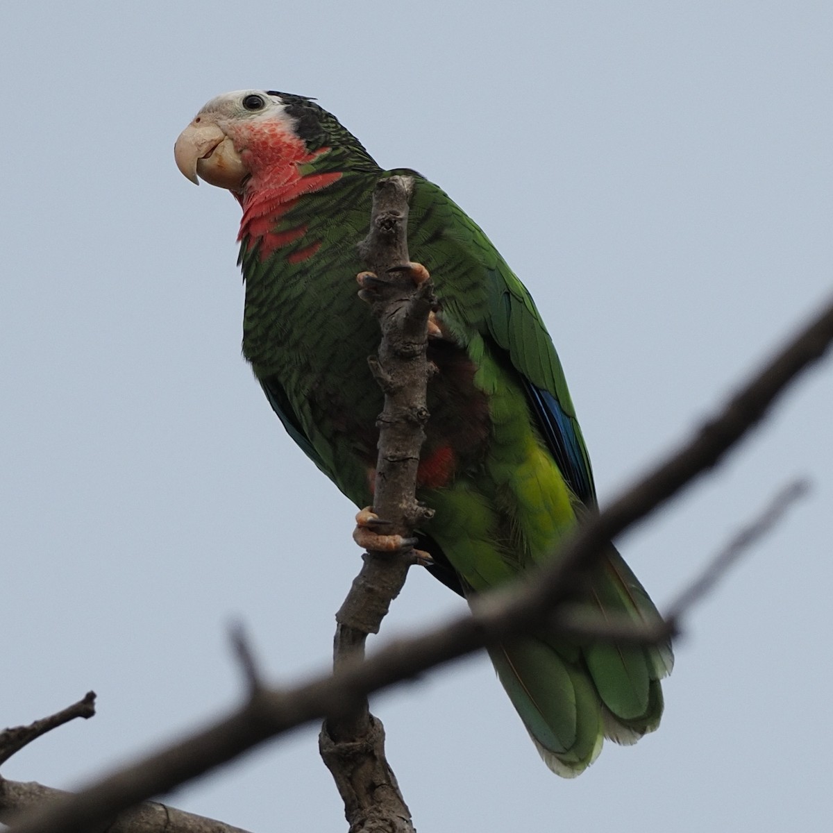 Cuban Parrot - ML616924273