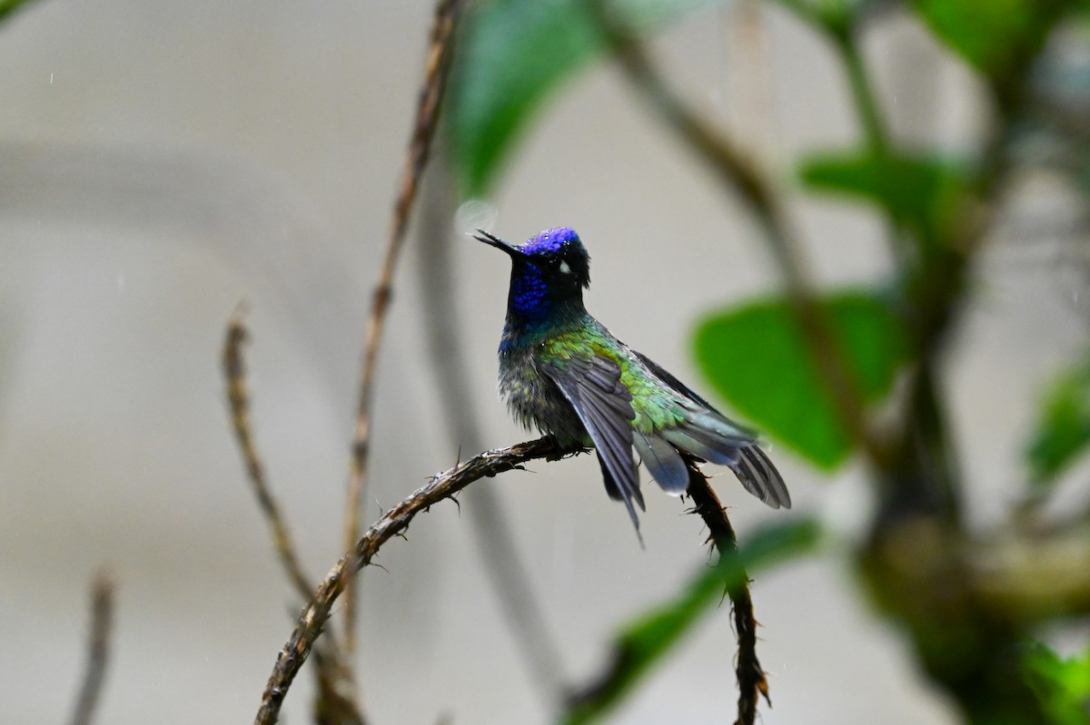 Violet-headed Hummingbird - ML616924288