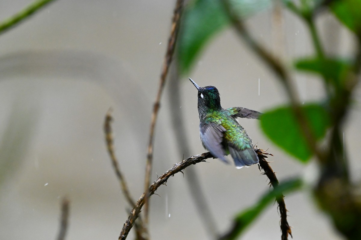 kolibřík fialovohlavý - ML616924289
