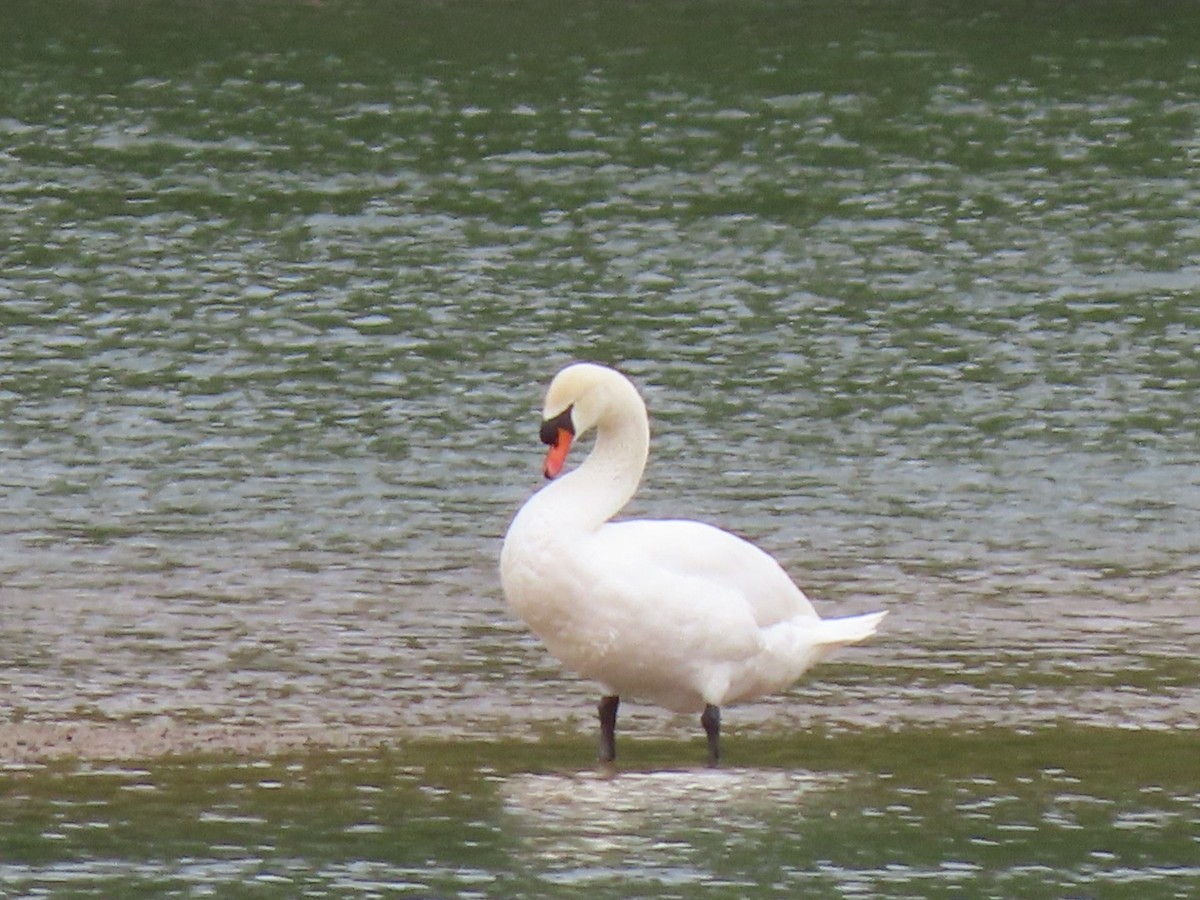 Mute Swan - ML616924331