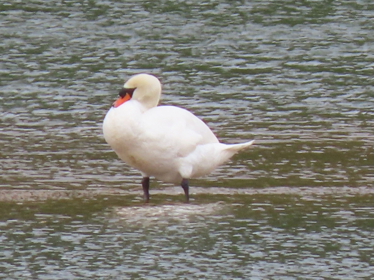 Mute Swan - Kathie Kent