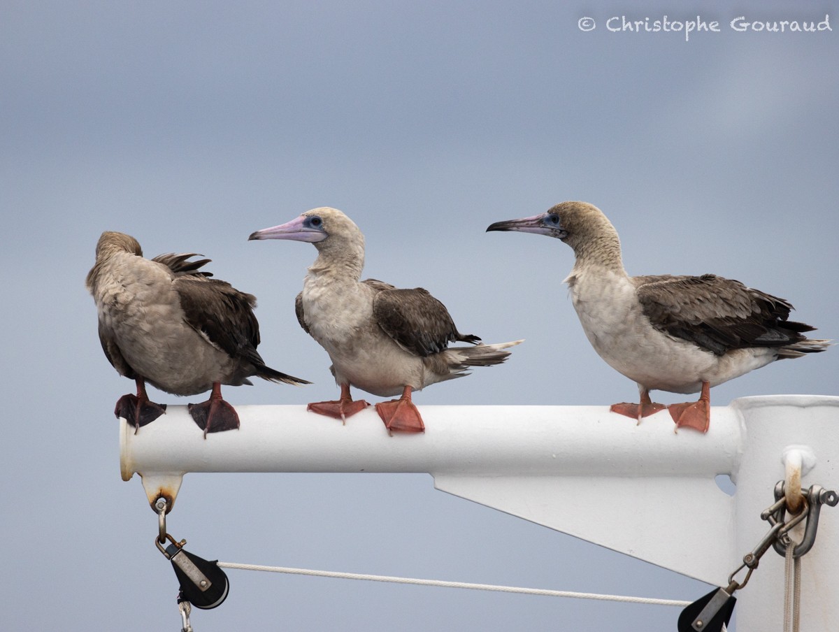 Red-footed Booby - ML616924367