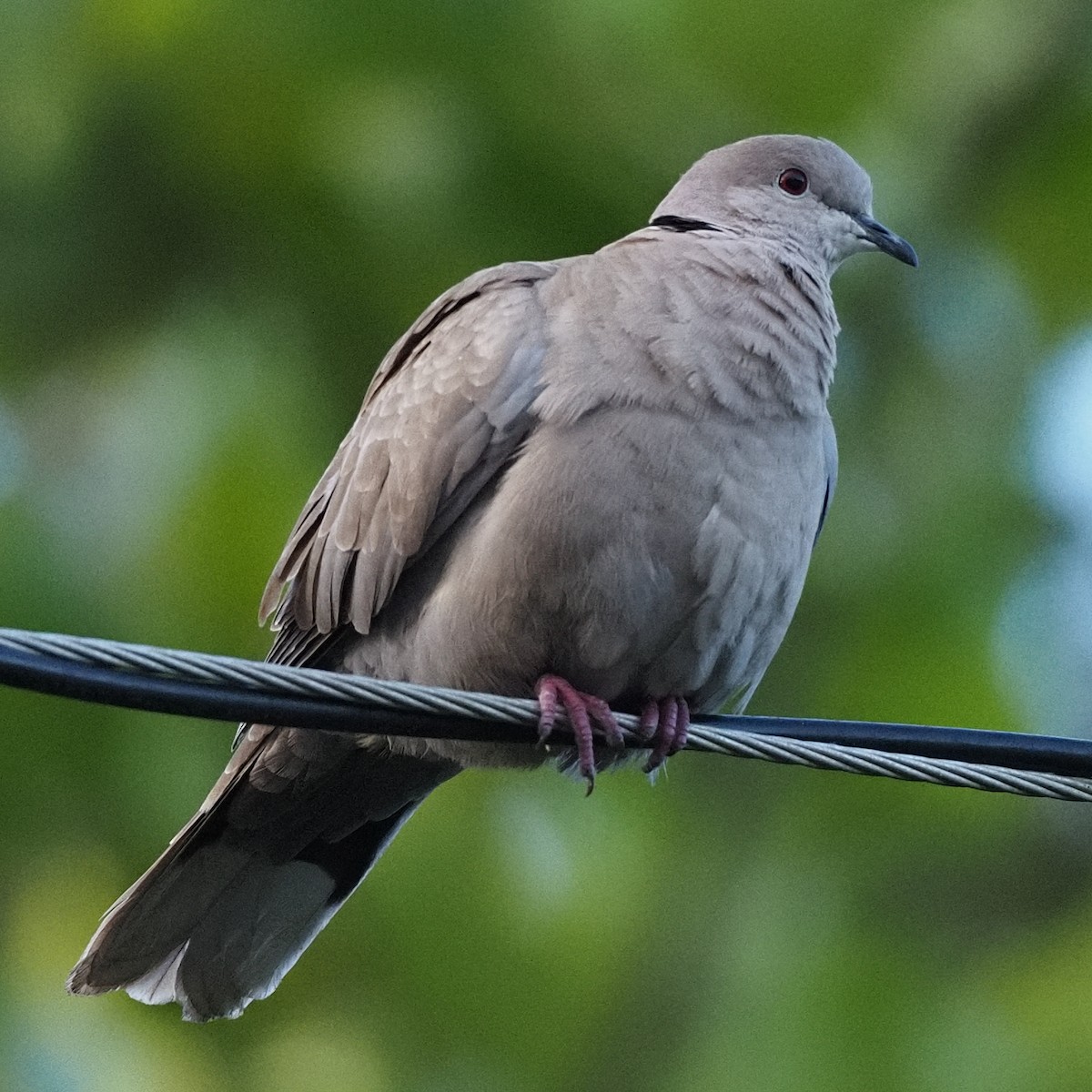 Eurasian Collared-Dove - ML616924375