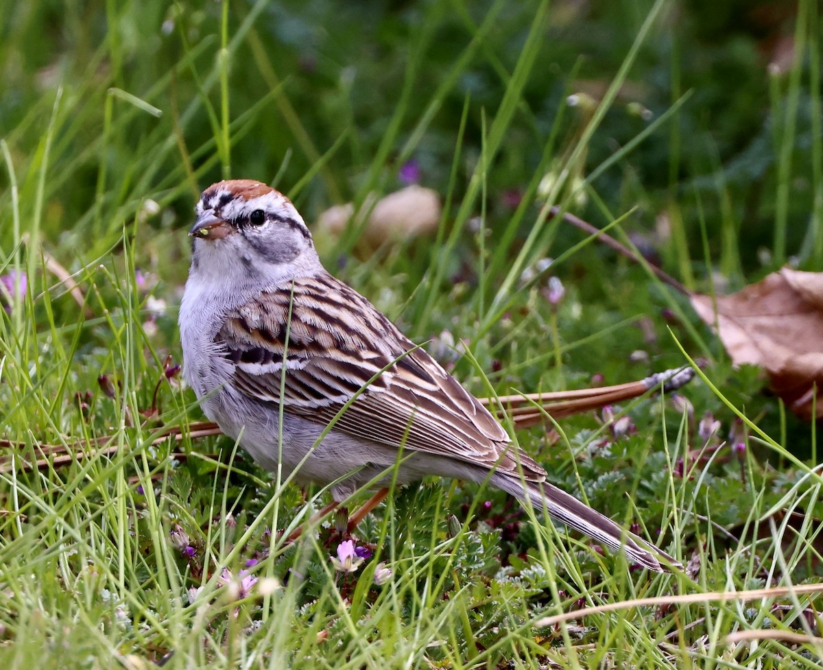 Chipping Sparrow - ML616924475