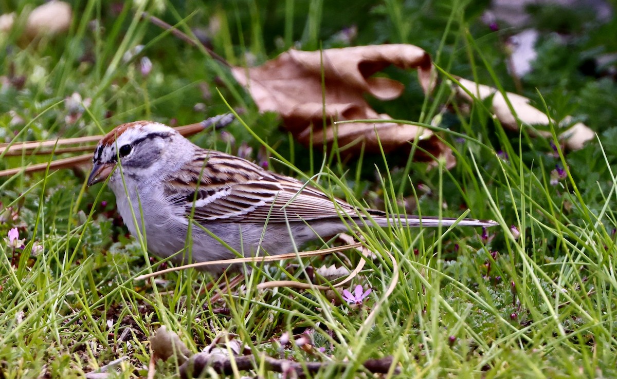 Chipping Sparrow - ML616924476