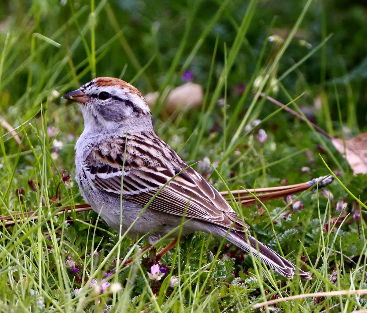 Chipping Sparrow - ML616924477