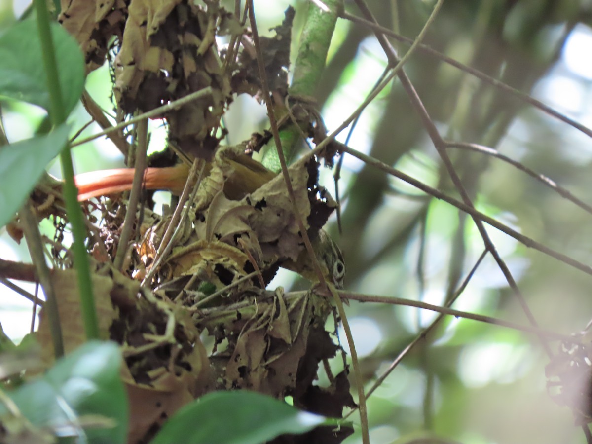 Montane Foliage-gleaner - Cristian Cufiño