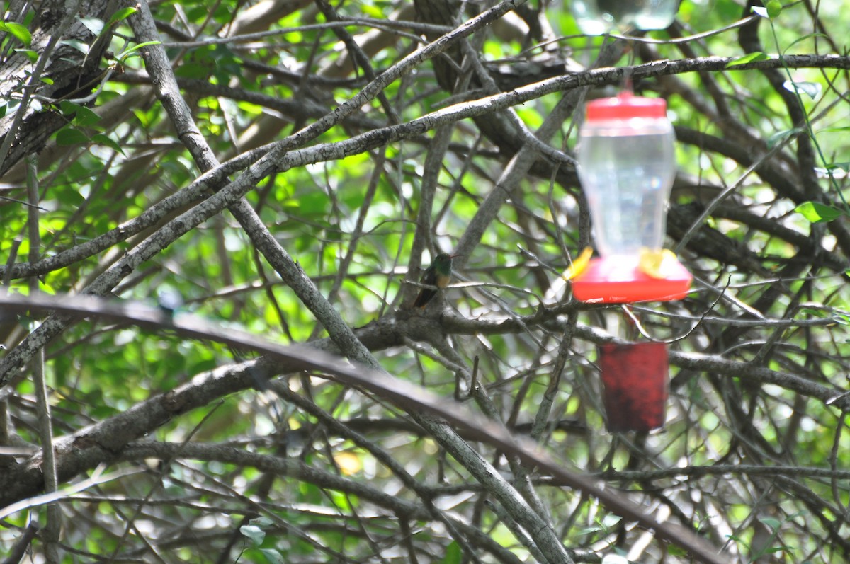 Buff-bellied Hummingbird - ML616924507