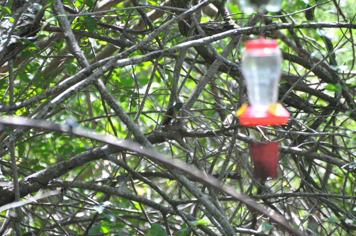 Buff-bellied Hummingbird - ML616924509
