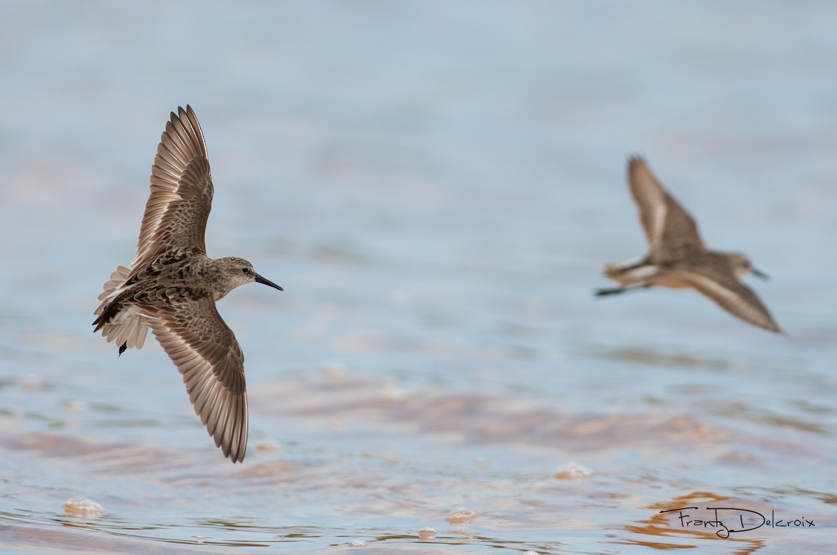 Semipalmated Sandpiper - Frantz Delcroix (Duzont)