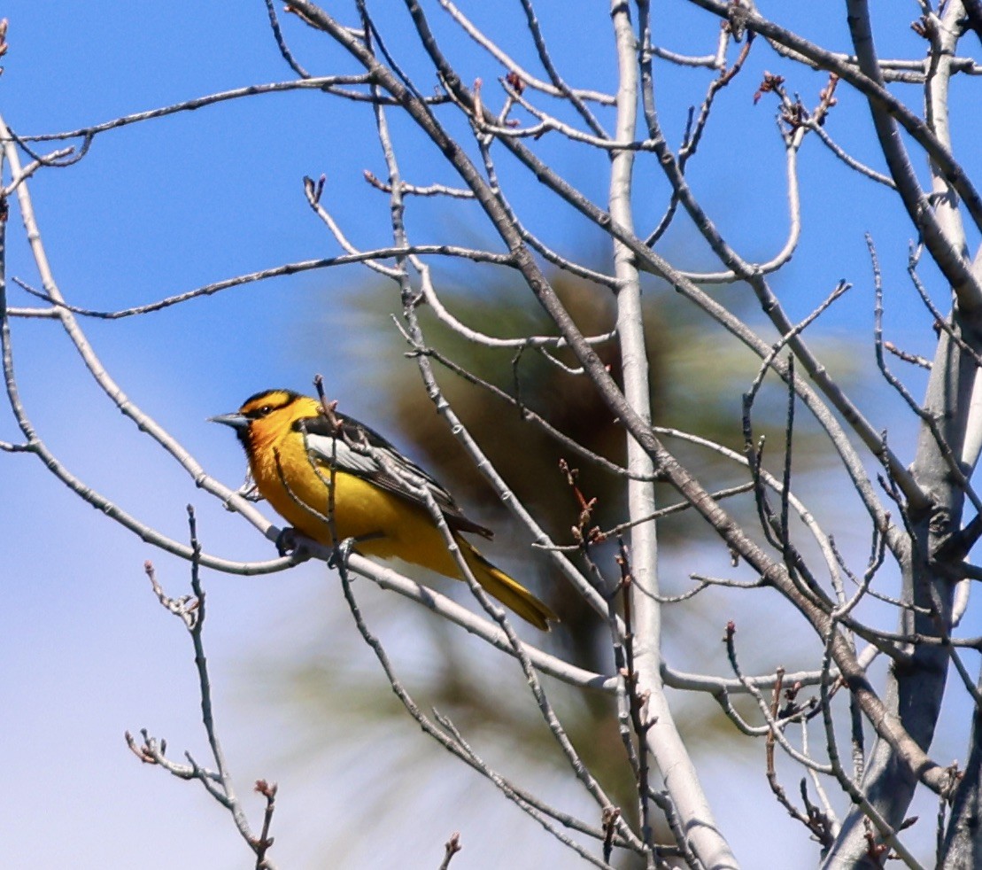 Bullock's Oriole - Carolyn Thiele