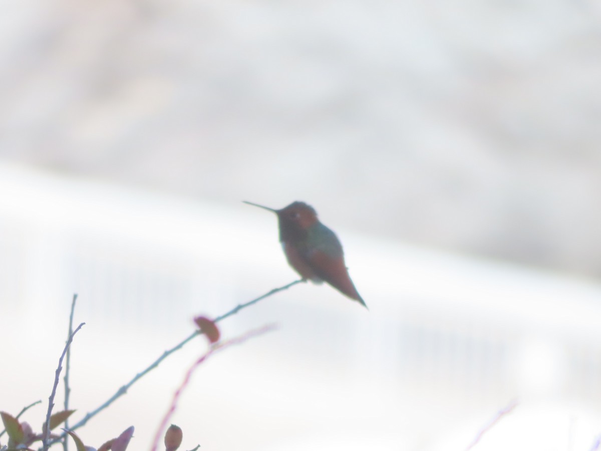 Allen's Hummingbird - ML616924573