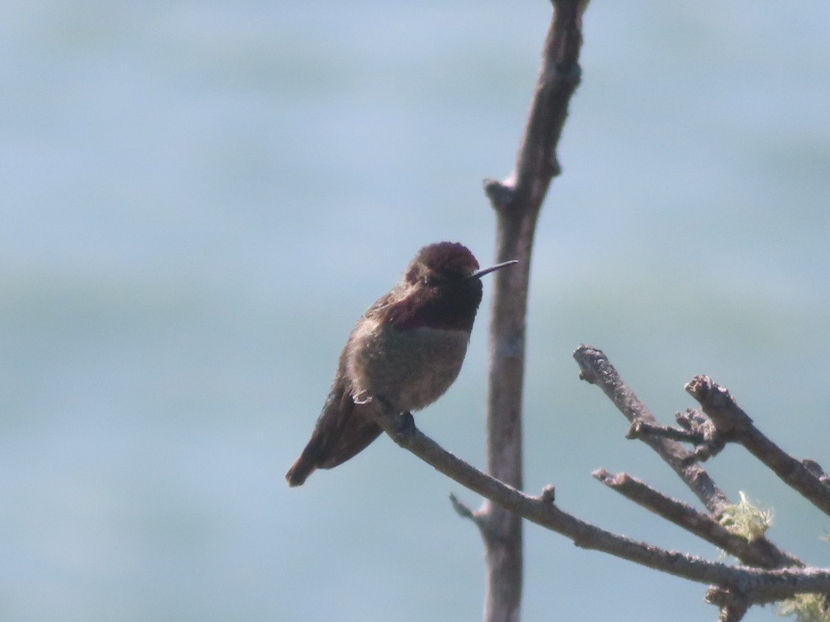 Anna's Hummingbird - ML616924579
