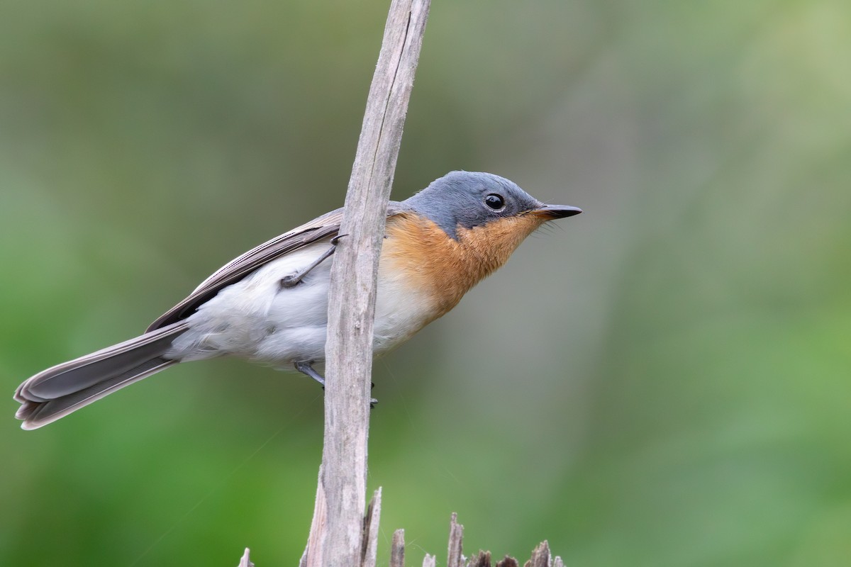 Leaden Flycatcher - ML616924598