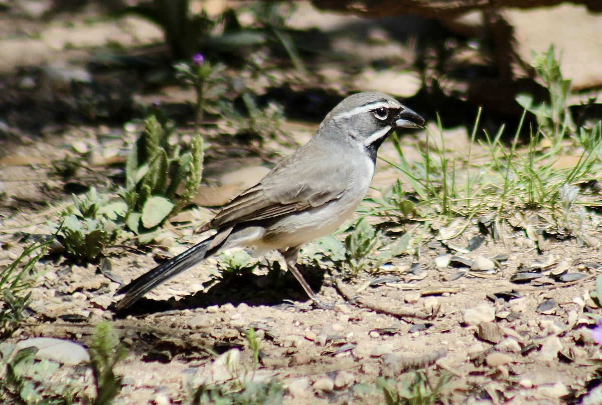 Black-throated Sparrow - ML616924601