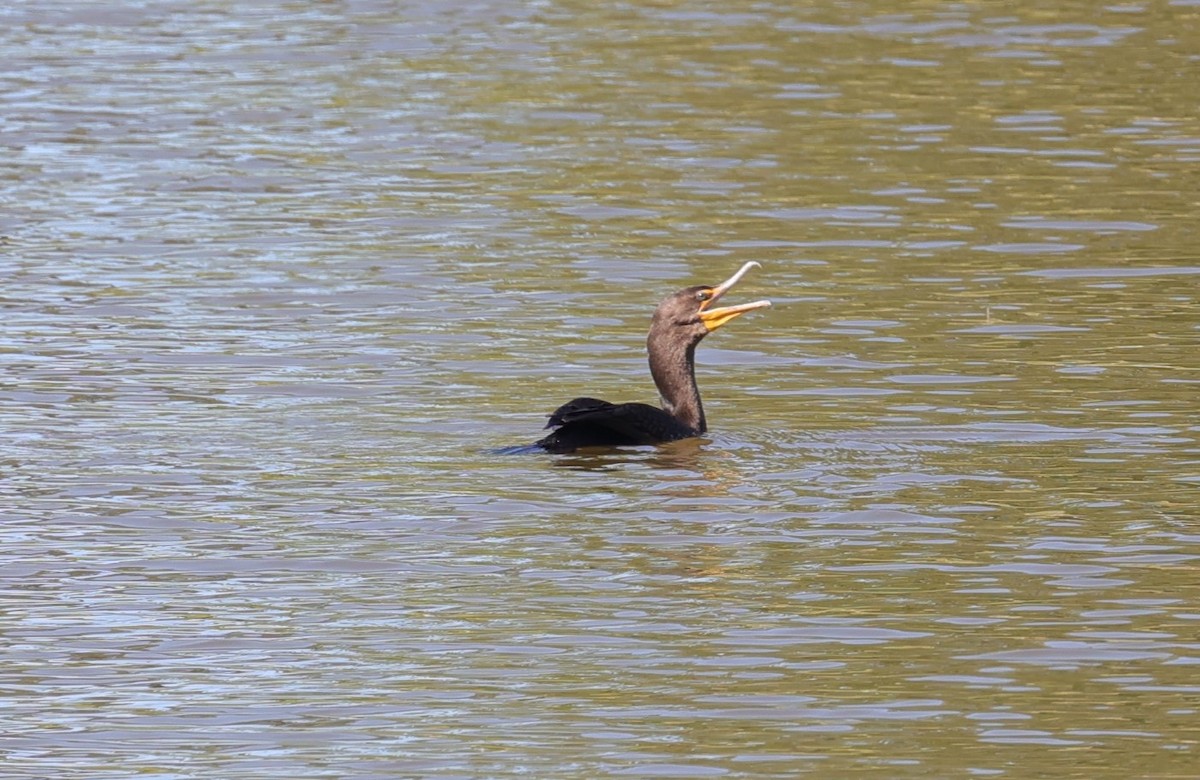 Double-crested/Neotropic Cormorant - Margareta Wieser