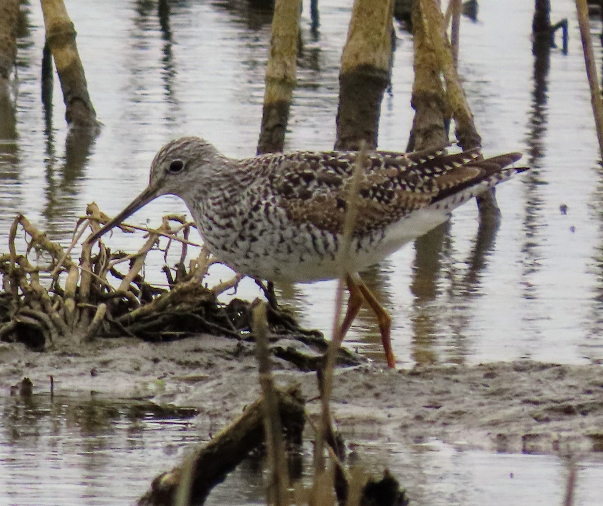 Greater Yellowlegs - David Schmalz