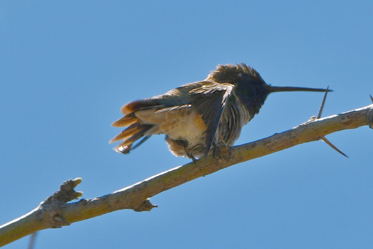 Black-chinned Hummingbird - ML616924713