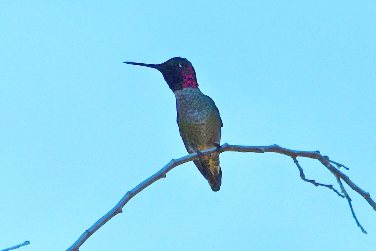 Anna's Hummingbird - ML616924717