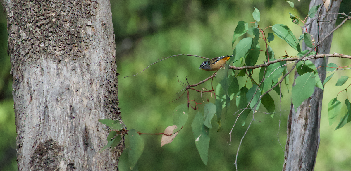 Spotted Pardalote - Matty Doyle