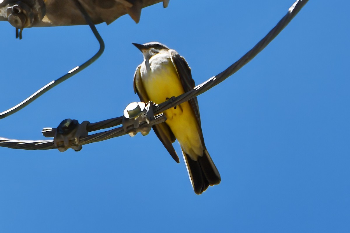 Western Kingbird - ML616924734