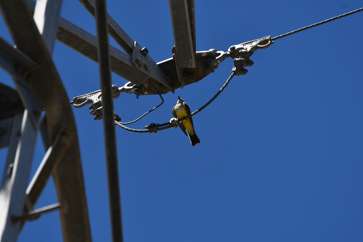 Western Kingbird - ML616924735