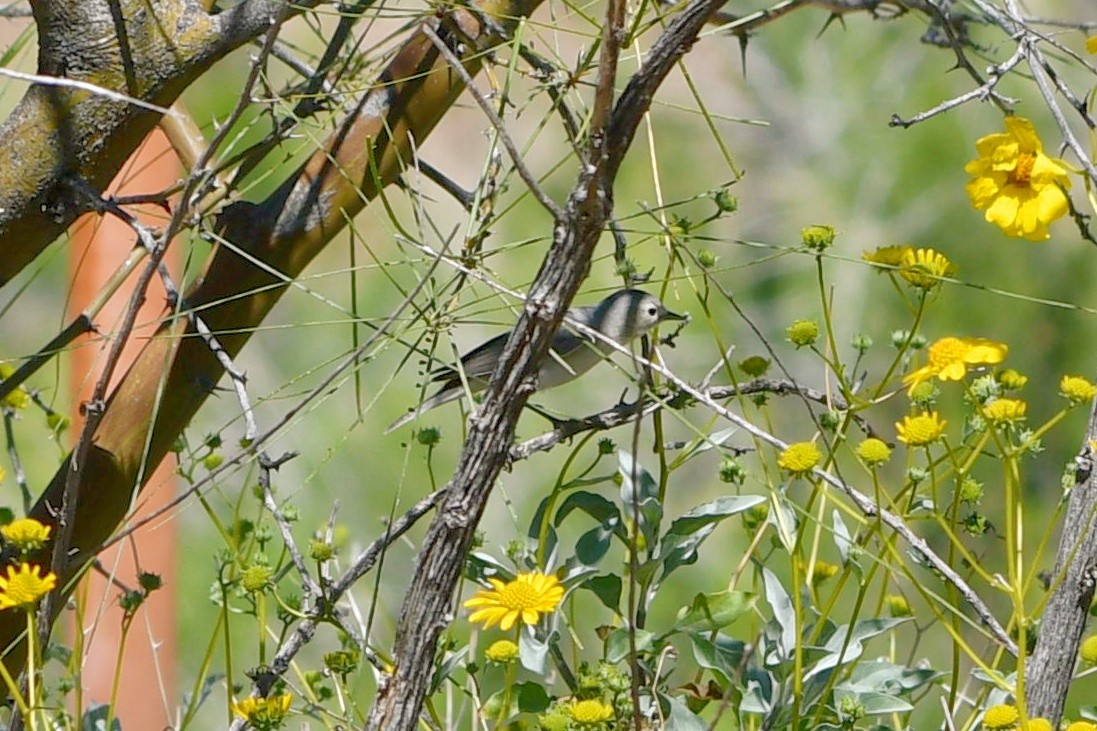 Black-tailed Gnatcatcher - ML616924742