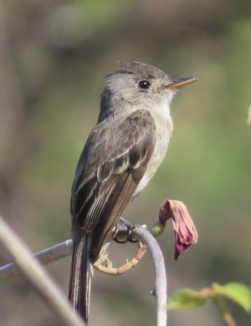 Tumbes Pewee - ML616924750