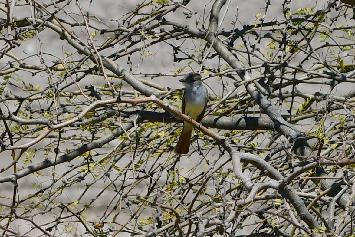 Ash-throated Flycatcher - ML616924752