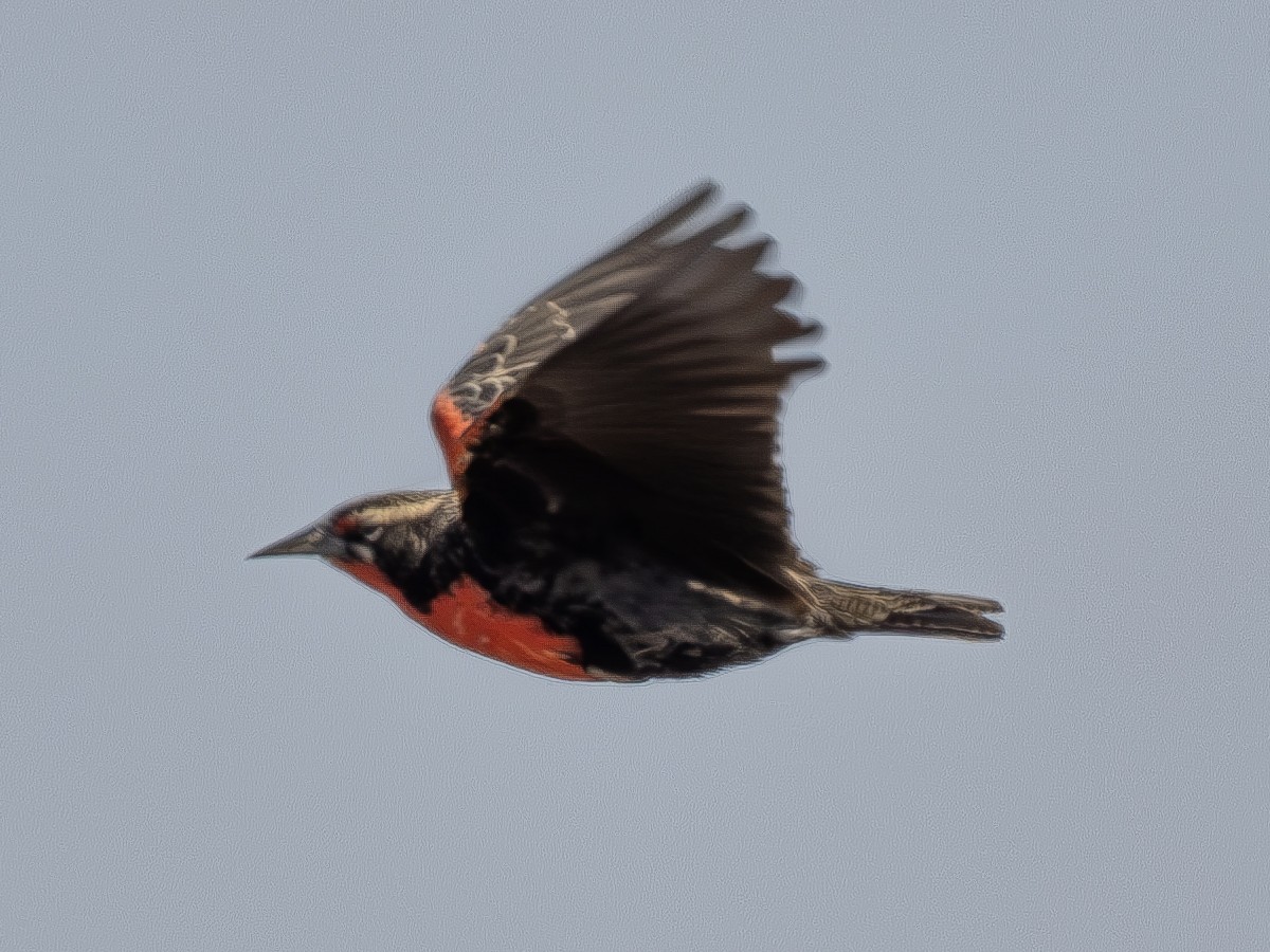 Pampas Meadowlark - Peter Kondrashov