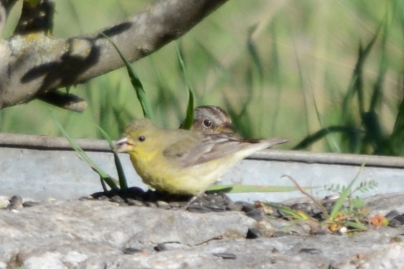 Lesser Goldfinch - ML616924812