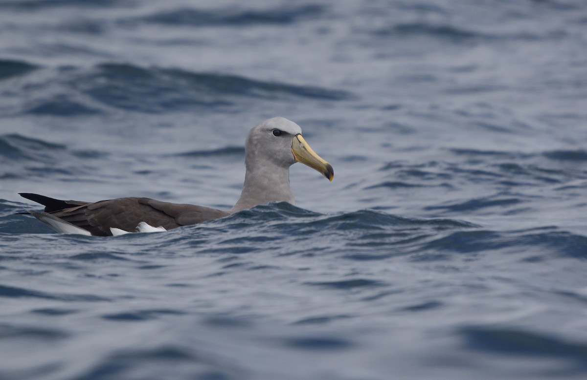 Albatros de las Chatham - ML616924936