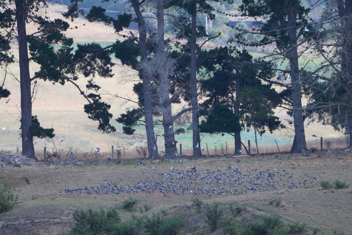 Rock Pigeon (Feral Pigeon) - ML616924939