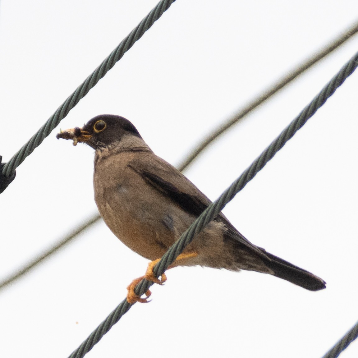 Austral Thrush - Peter North