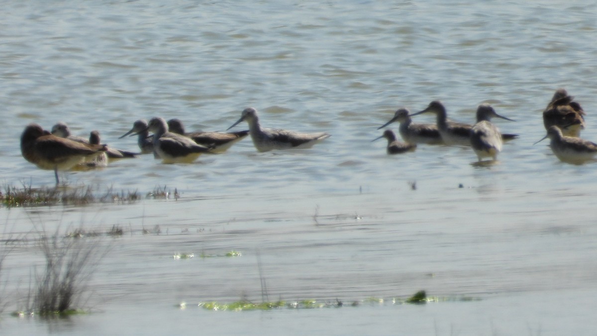 Black-tailed Godwit - ML616924997