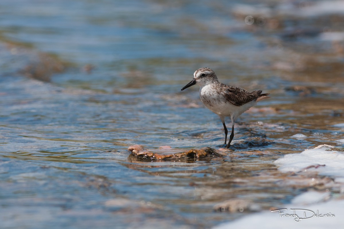 Semipalmated Sandpiper - ML61692501