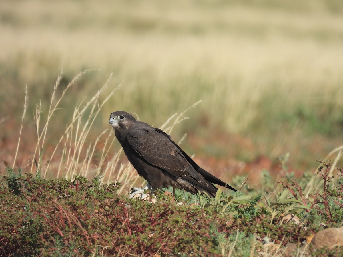 Black Falcon - Chanith Wijeratne