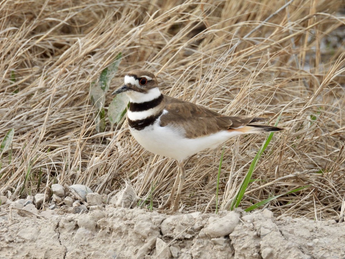 Killdeer - Benjamin Crook