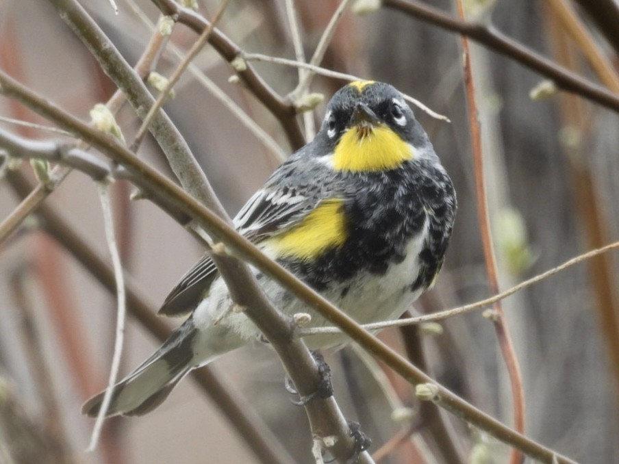 Yellow-rumped Warbler - Benjamin Crook