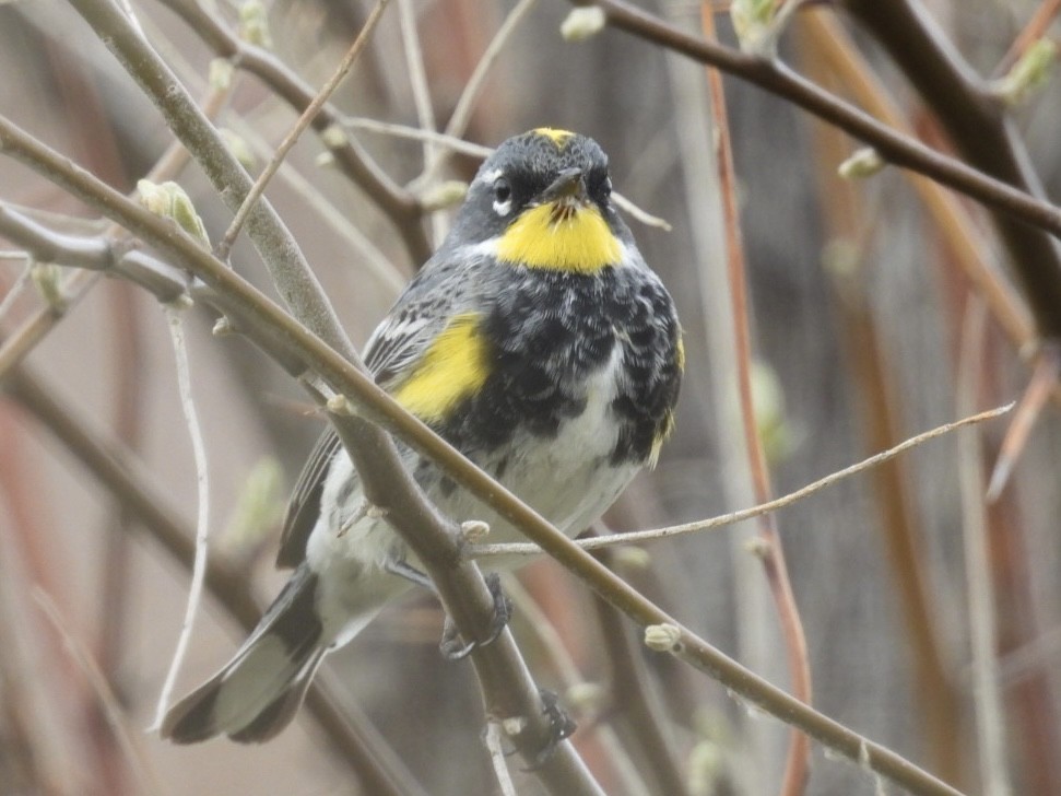 Yellow-rumped Warbler - ML616925024