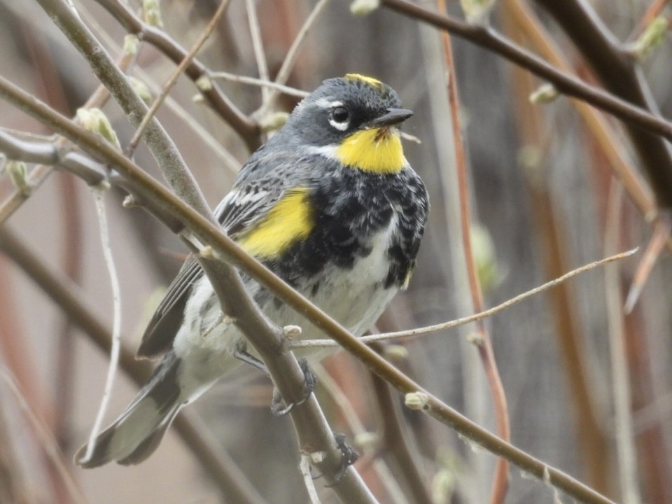 Yellow-rumped Warbler - ML616925025