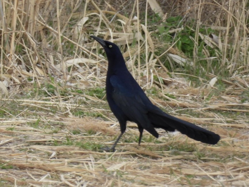 Great-tailed Grackle - Benjamin Crook