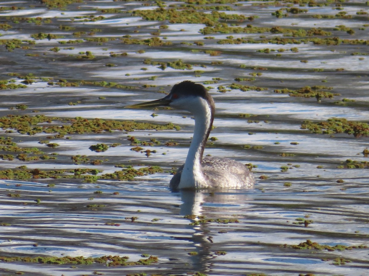 Western Grebe - ML616925058
