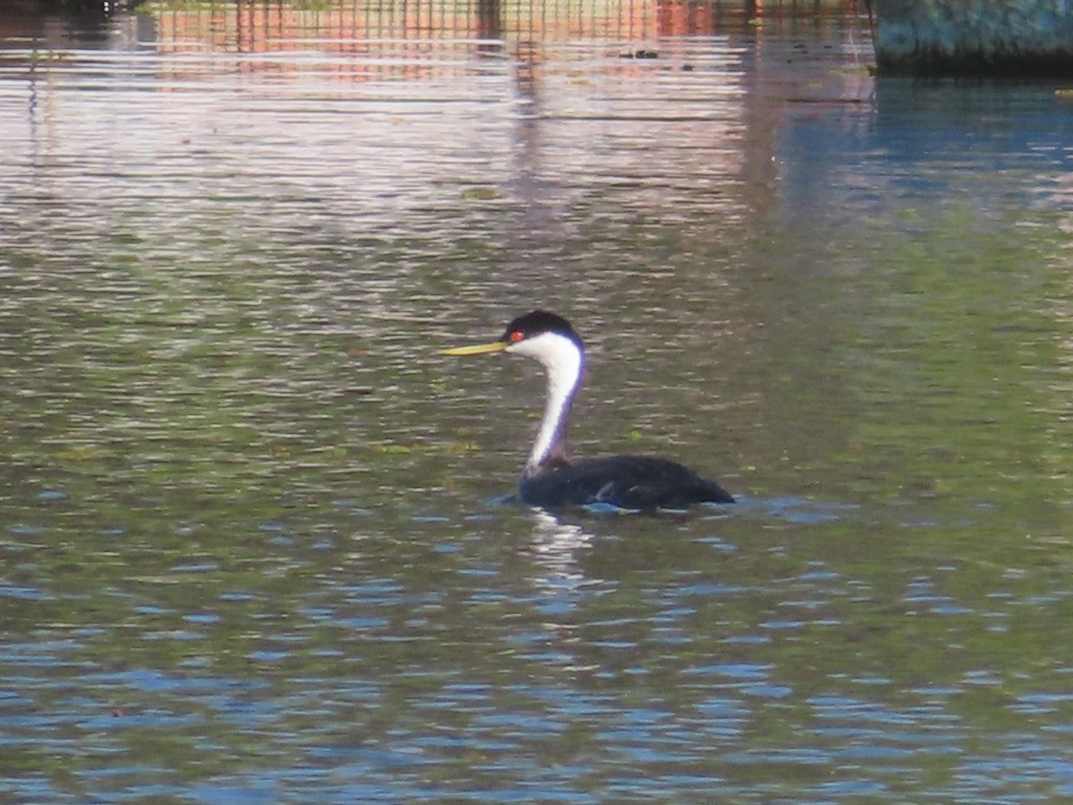 Western Grebe - ML616925063