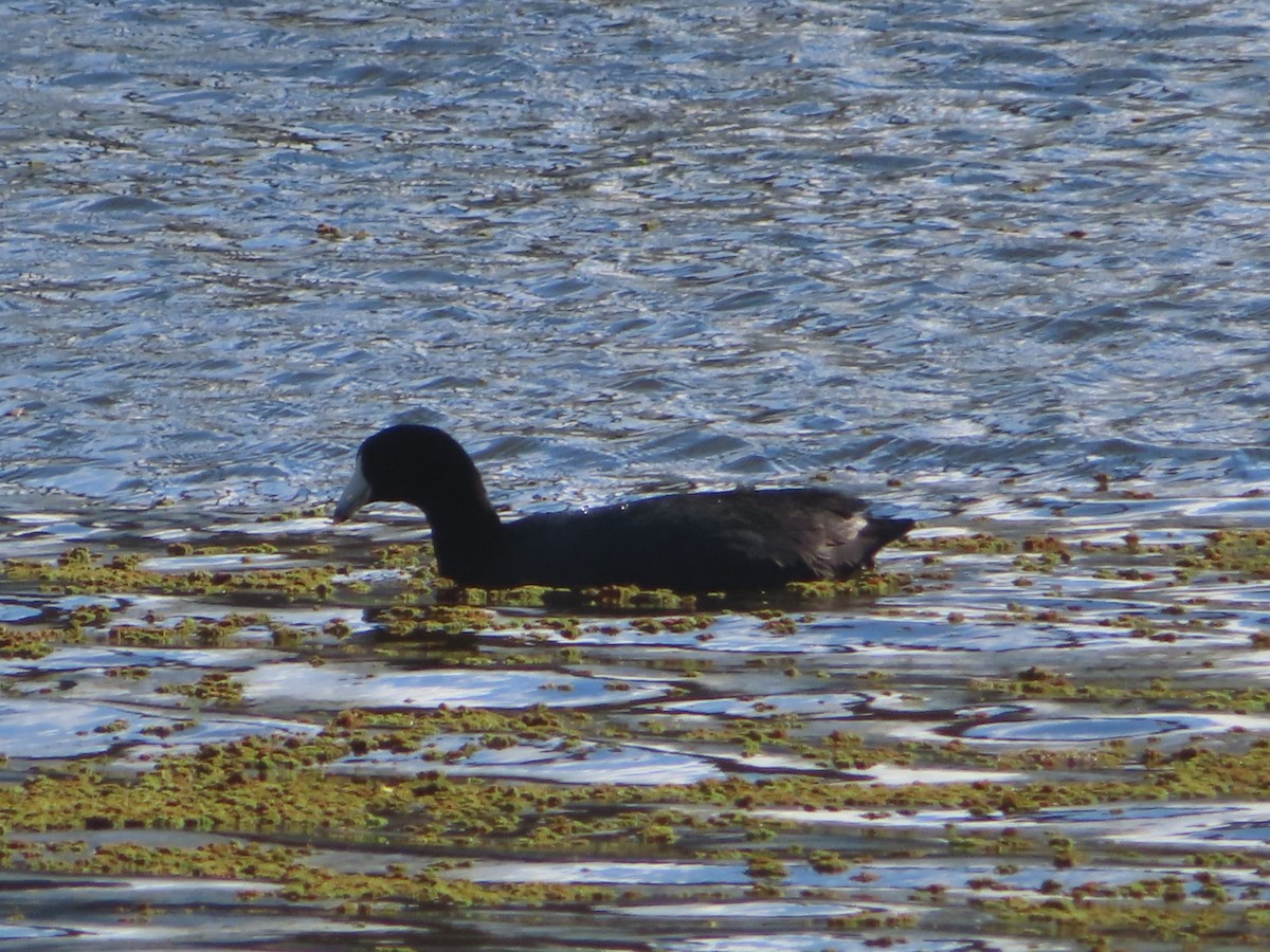 American Coot - ML616925080