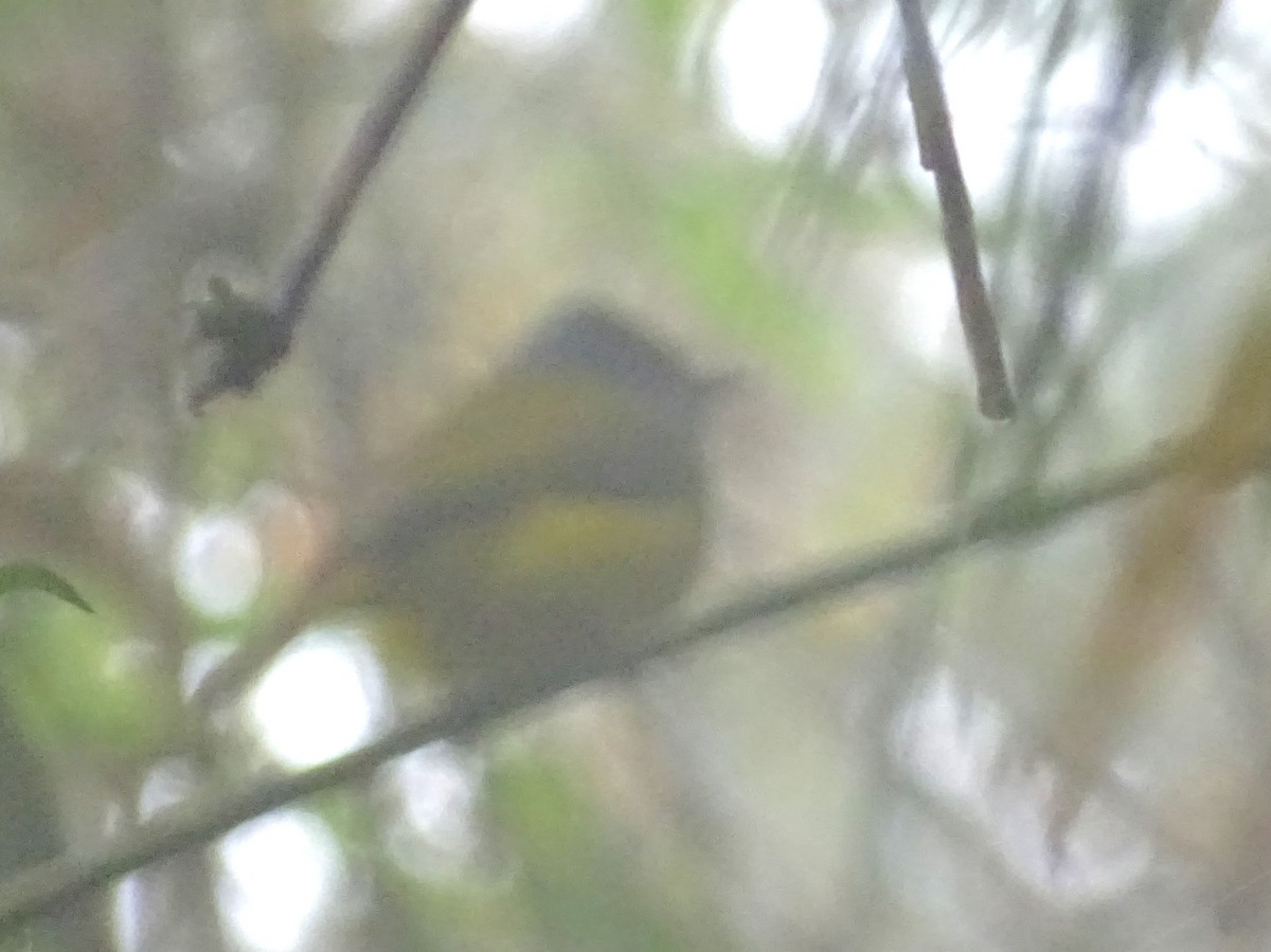 Gray-headed Canary-Flycatcher - ML616925099