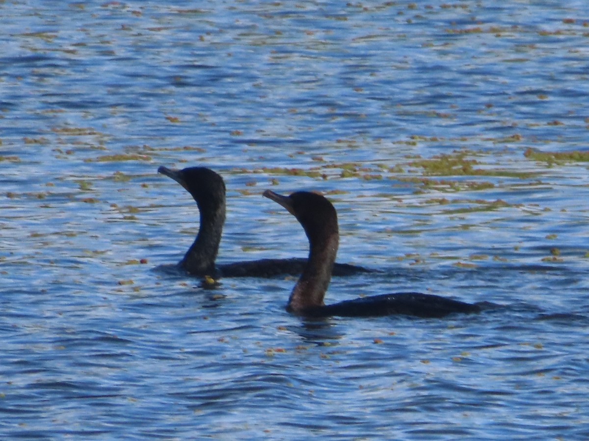Double-crested Cormorant - ML616925103