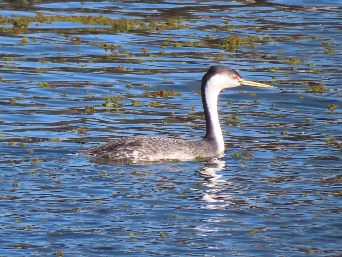 Western Grebe - ML616925104